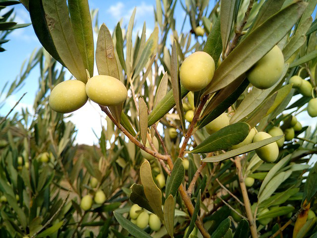 Natural Olives